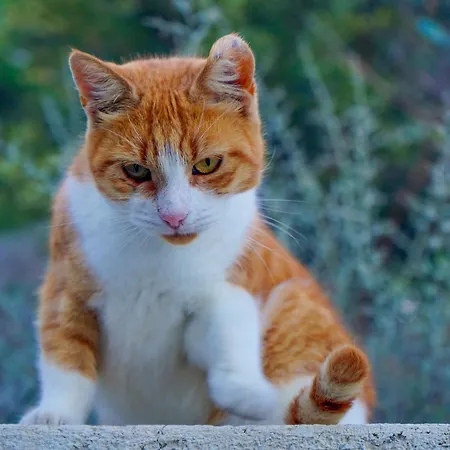 Lägenhet Calliope Maille & *