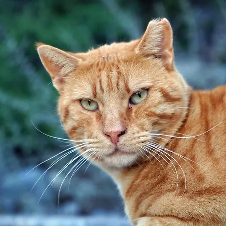 Calliope Maille & Lägenhet