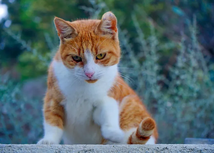 公寓 Calliope Maille & *