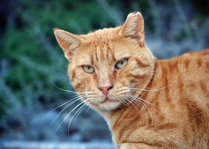 Calliope Maille & شقة